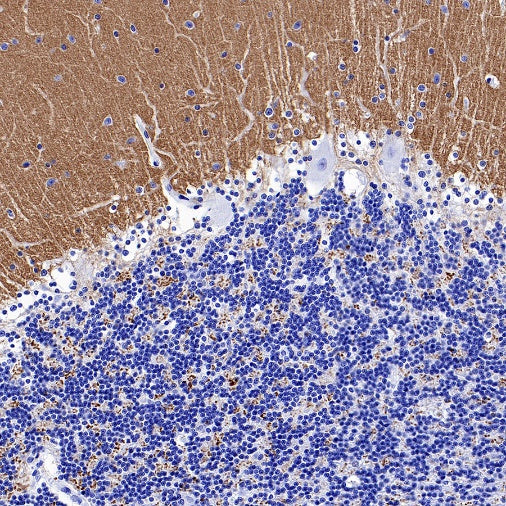 VGlut1 Recombinant Rabbit mAb (S-1587-19)