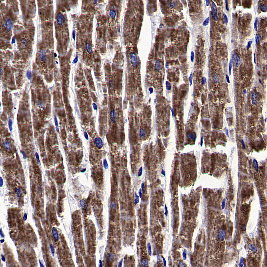 WWP1 Recombinant Rabbit mAb (S-4412-25)