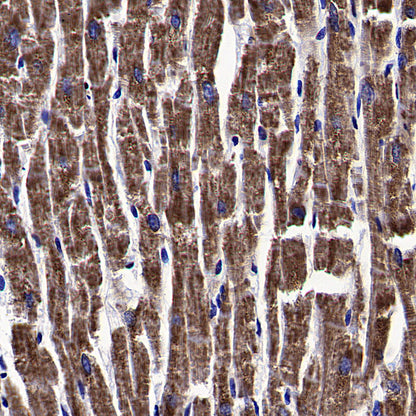 WWP1 Recombinant Rabbit mAb (S-4412-25)