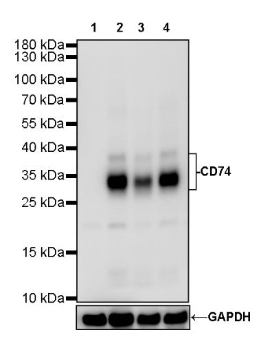 CD74 Recombinant Rabbit mAb (S-560-274)