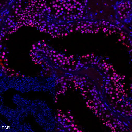 Goat Anti-Rat IgG(H+L) (Alexa Fluor® 594 Conjugate)