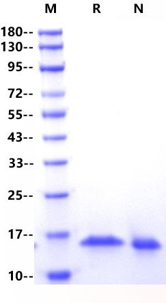 IL-3 Protein, Human (Animal Free)