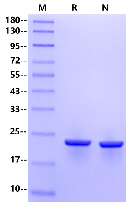 G-CSF Protein, Rat