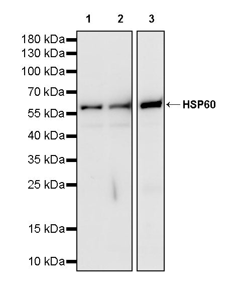 HSP60 Recombinant Mouse mAb (S-5385)
