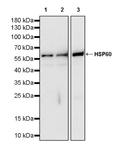 HSP60 Recombinant Mouse mAb (S-5385)