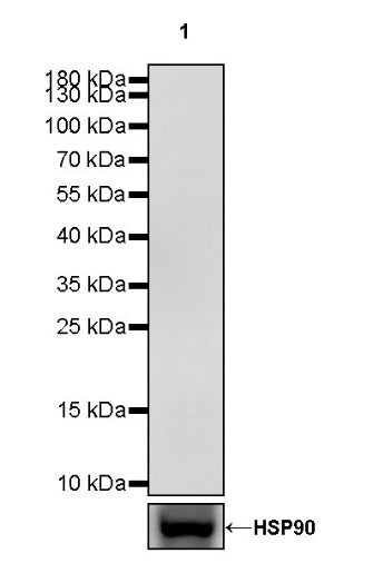 Invivo mouse IgG1 isotype control (D265A)