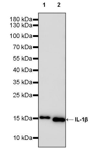 Invivo anti-mouse/rat IL-1β Recombinant mAb