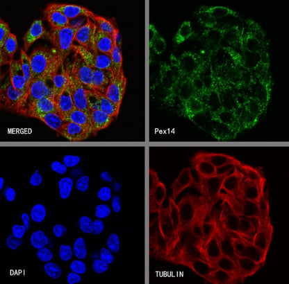 Pex14 Recombinant Rabbit mAb (S-2379-8)