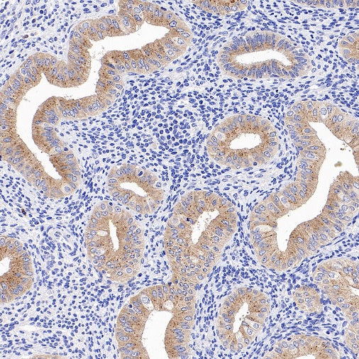 SEC23B Recombinant Rabbit mAb (S-1935-28)