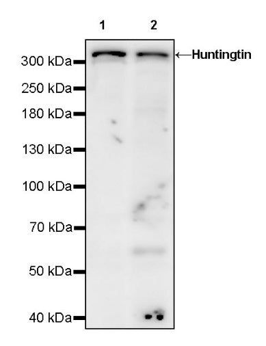 Huntingtin Recombinant Rabbit mAb (S-1481-147)