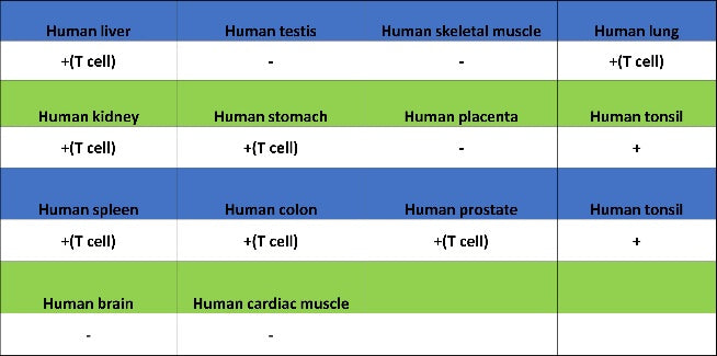 CD5 Recombinant Rabbit mAb (SDT-2857-16)
