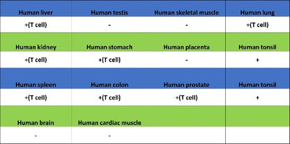 CD5 Recombinant Rabbit mAb (SDT-2857-16)
