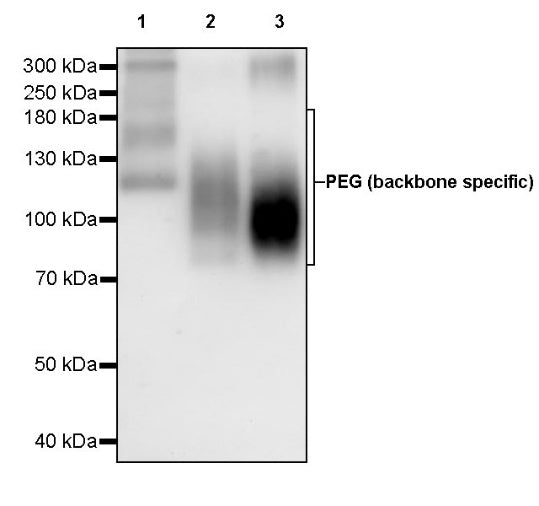 PEG (backbone specific) Recombinant Rabbit mAb (S-1832-13)