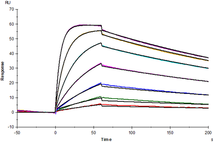 IL-18Rα/IL-1R5 His Tag Protein, Human