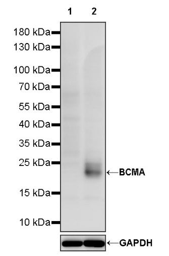 BCMA Recombinant Rabbit mAb (S-1112-26)