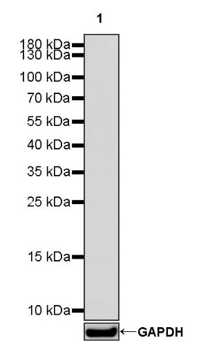 Mouse mAb IgM, κ Isotype Control (S-844-28)