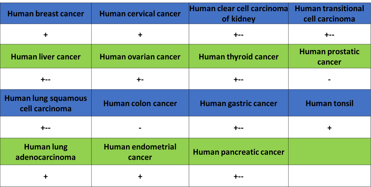 CLEC9A Recombinant Rabbit mAb (S-1904-154)