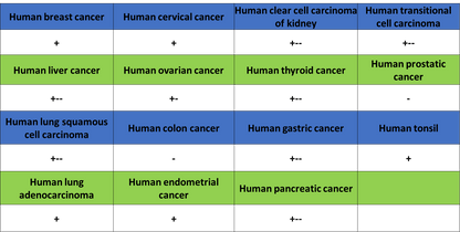 CLEC9A Recombinant Rabbit mAb (S-1904-154)