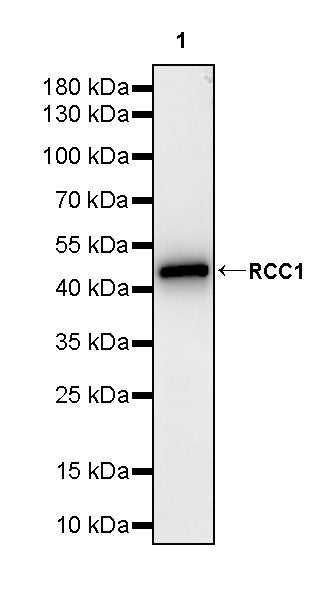 RCC1 Recombinant Rabbit mAb (S-4864)