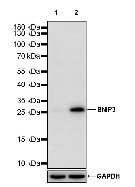BNIP3 Recombinant Rabbit mAb (S-2699-151)