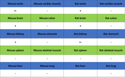 STK39 Recombinant Rabbit mAb (S-3630-15)