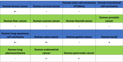 ITGB7 Recombinant Rabbit mAb (S-4138)