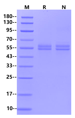 BAFF&APRIL Heterotrimer His Tag Protein, Human