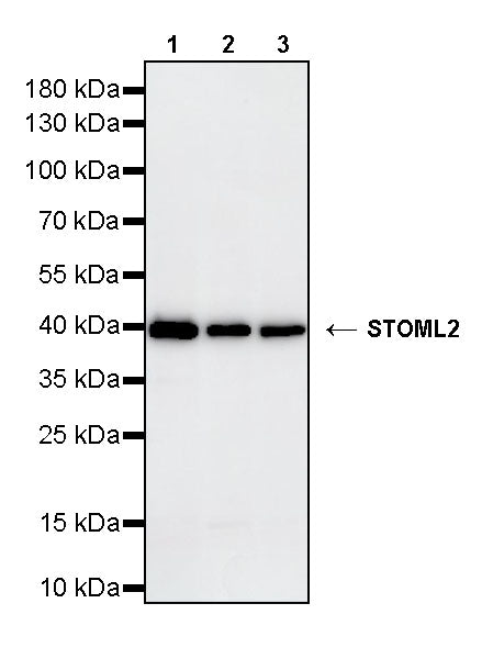 STOML2 Mouse mAb