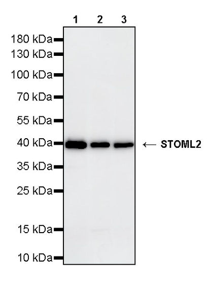 STOML2 Mouse mAb