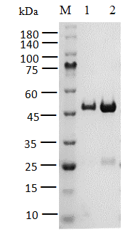 PARP12, GST Tag Protein