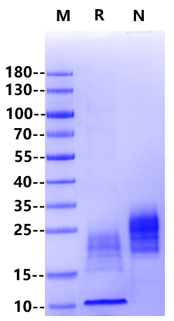 TSLP His Tag Protein, Cynomolgus