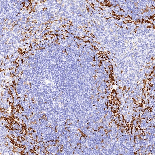 Sialoadhesin/CD169 Recombinant Rabbit mAb (SDT-3228-8)