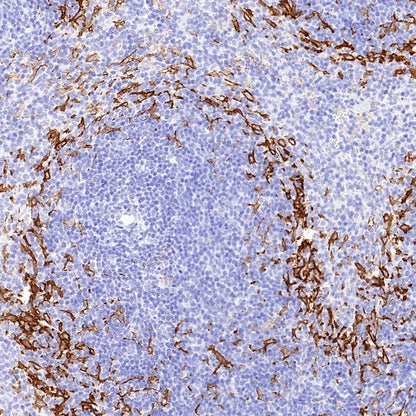 Sialoadhesin/CD169 Recombinant Rabbit mAb (SDT-3228-8)
