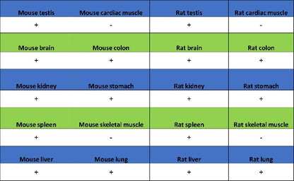 Sec61B Recombinant Rabbit mAb (S-4499-3)