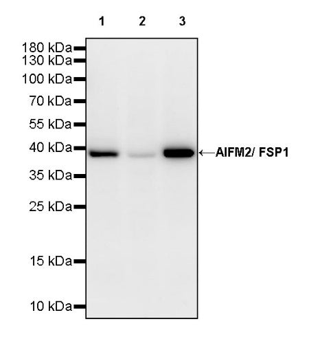 AIFM2/FSP1 Recombinant Rabbit mAb (S-2271-67)