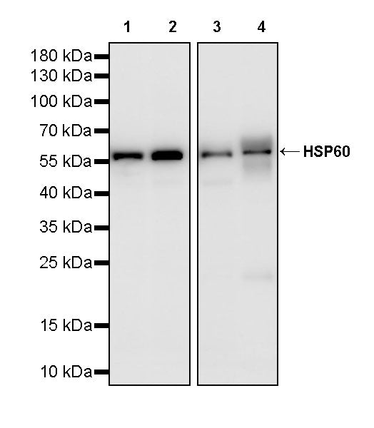 HSP60 Recombinant Mouse mAb (S-5385)