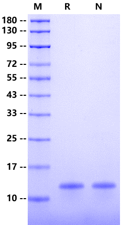 XIAP(Bir3) His Tag Protein, Human