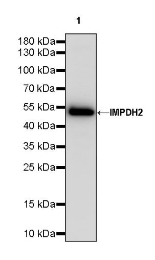 IMPDH2 Rabbit Polyclonal Antibody