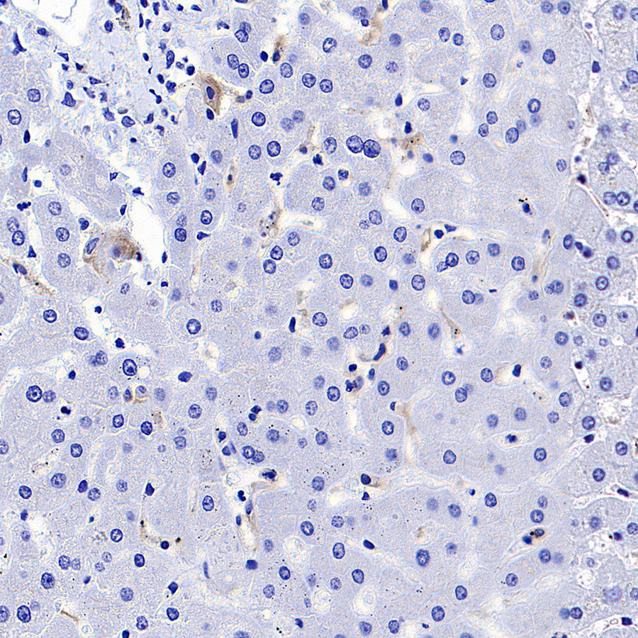 ADGRE1 (F4/80) Recombinant Rabbit mAb (S-2683-205)