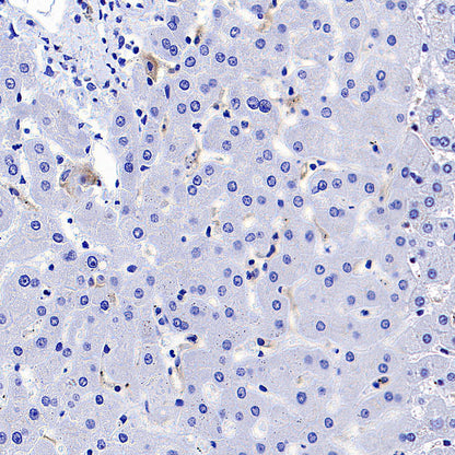 ADGRE1 (F4/80) Recombinant Rabbit mAb (S-2683-205)