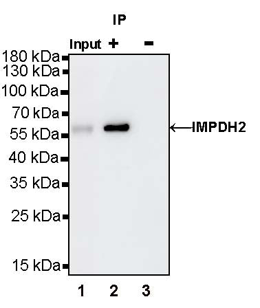 IMPDH2 Rabbit Polyclonal Antibody