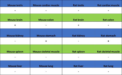 p35/25 Recombinant Rabbit mAb (S-2719-47)