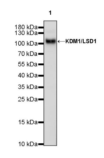 KDM1/LSD1 Recombinant Rabbit mAb (S-1280-80)