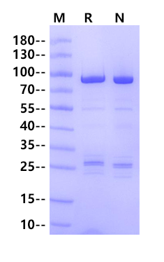 STAT6 GST Tag Protein, Human