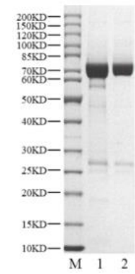 PTK6 His&GST Tag Protein, Human