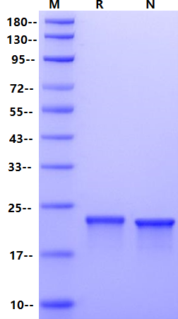 FGF-18 Protein, Human