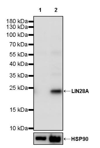 LIN28A Rabbit Polyclonal Antibody