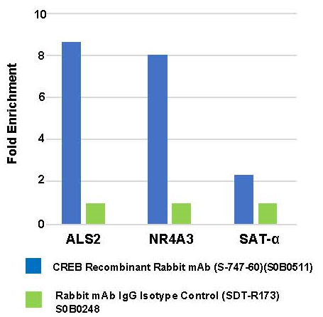 CREB Recombinant Rabbit mAb (S-747-60)