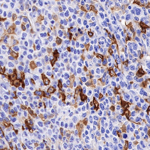 CD16 Recombinant Rabbit mAb (SDT-387-36)
