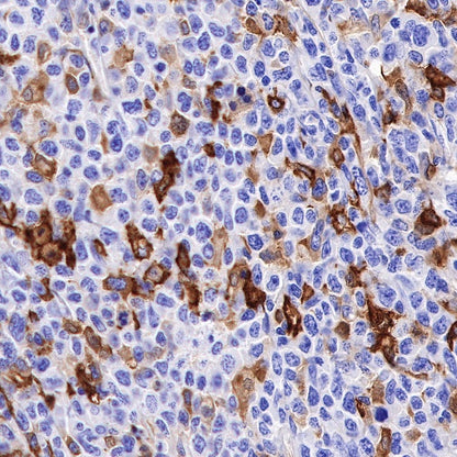 CD16 Recombinant Rabbit mAb (SDT-387-36)